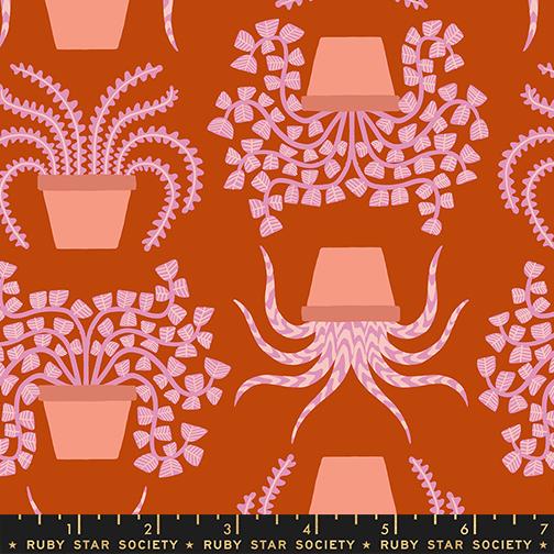 RS5182 11 Calathea Plants
